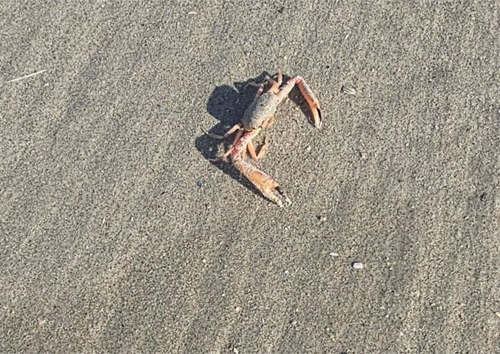 krab op het zand