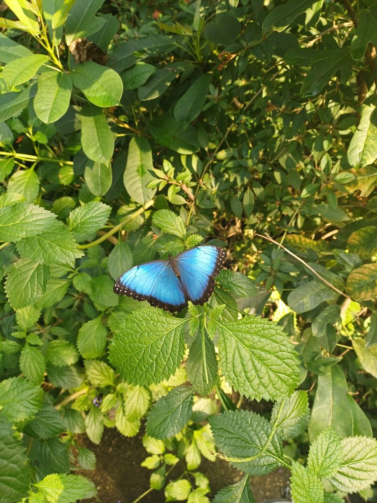 vlinder in de mangrove