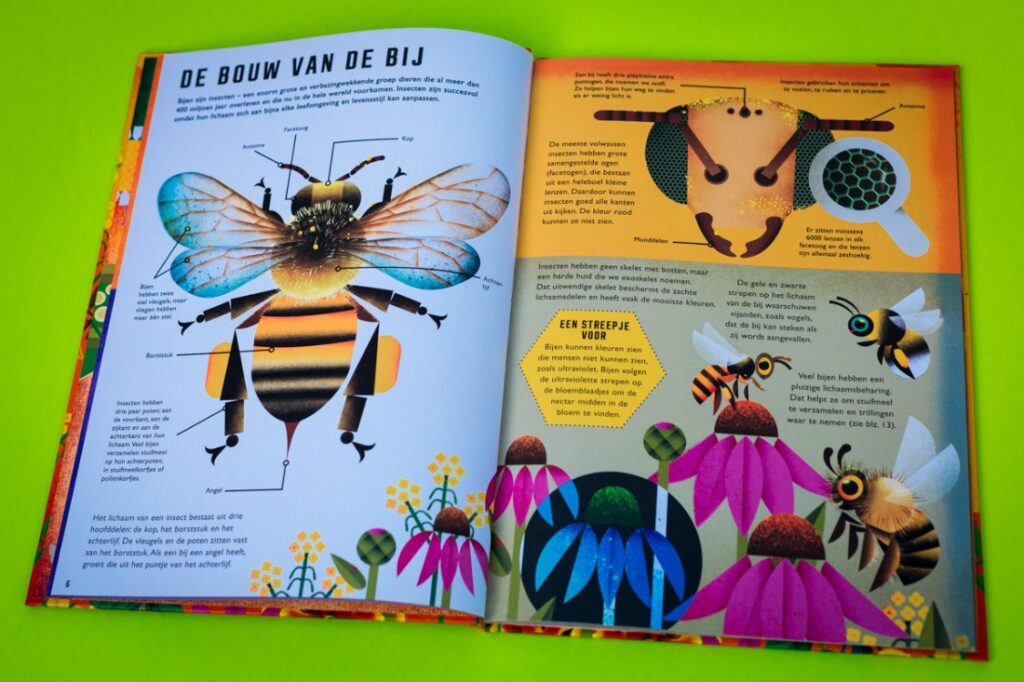 bladspiegel 2/3 Pagina 6 De bouw van de bij met veel uitleg bij de illustraties