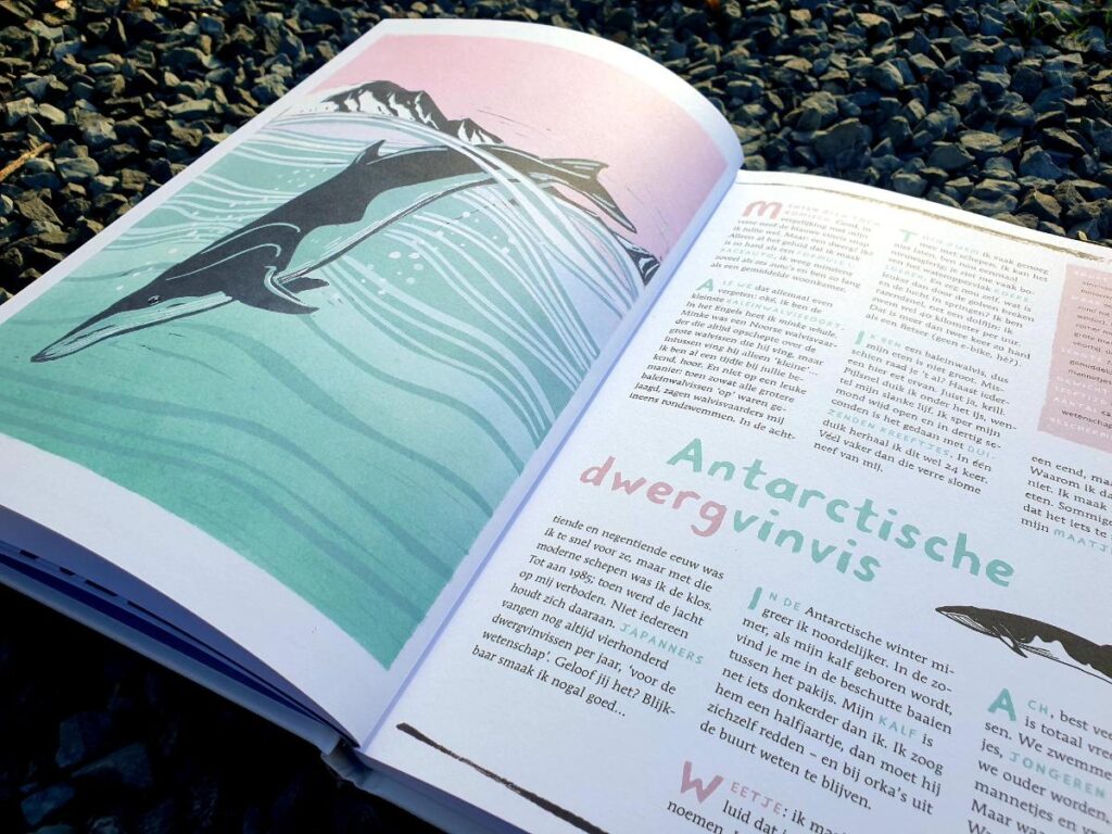 Antarctische dwergvinvis