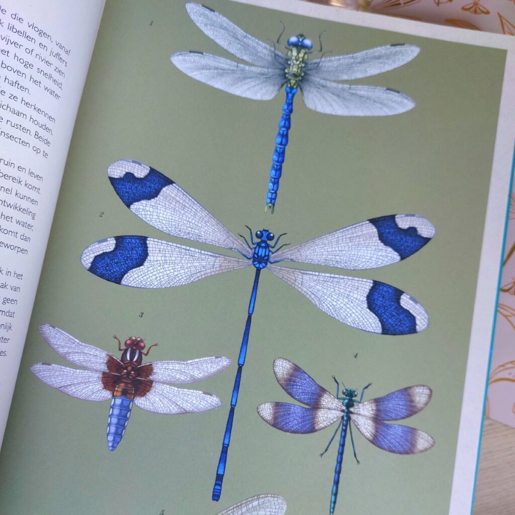 insecten libelle