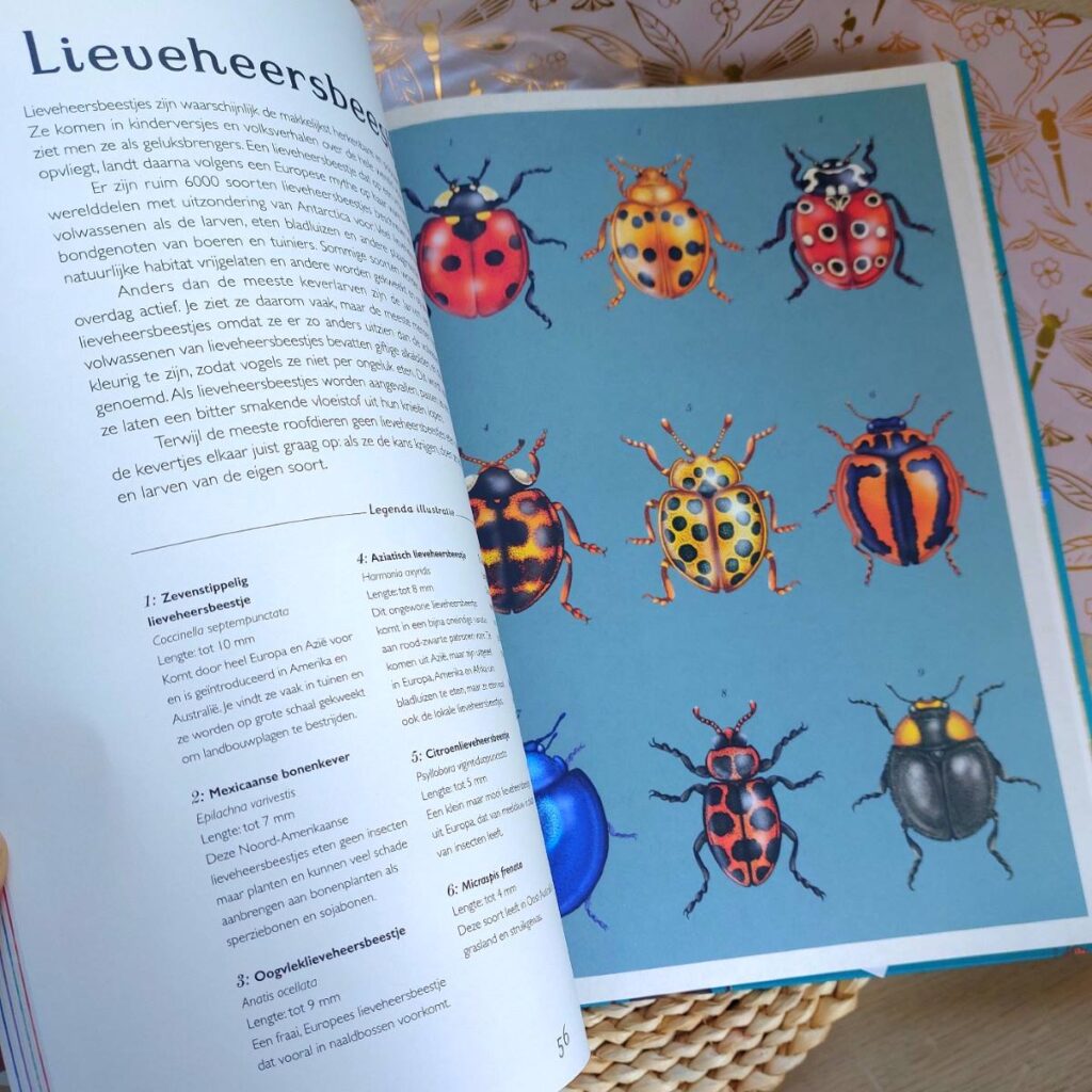insecten lieveheersbeestjes
