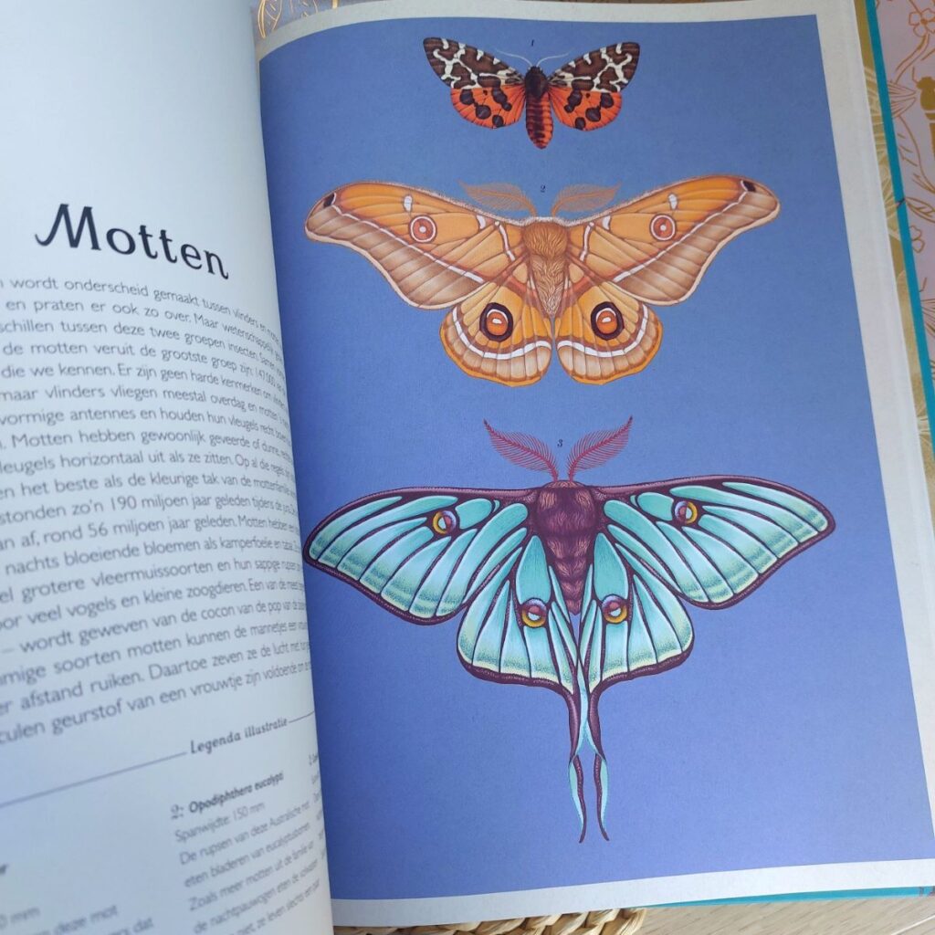 insecten motten