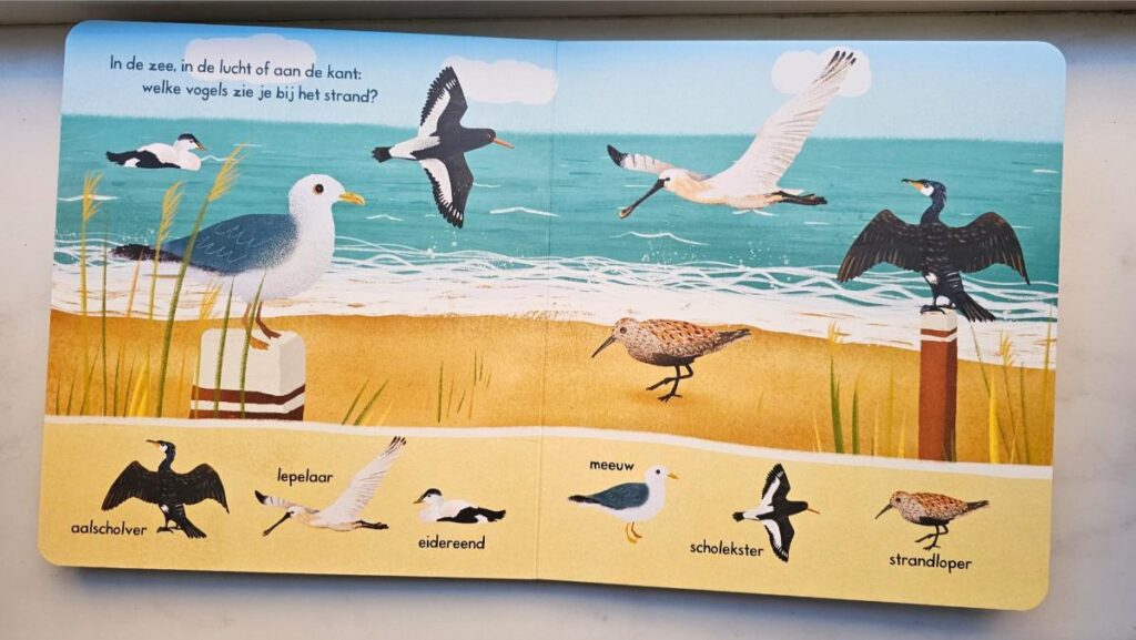 Welke vogels zie jij bij de zee
