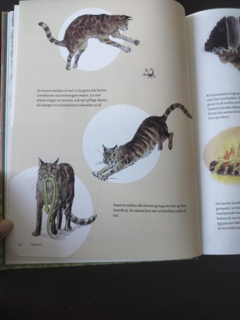 informatie De Kat