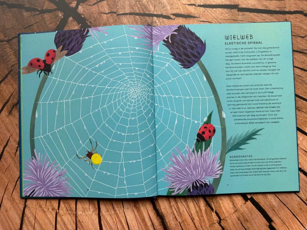 wielweb De geheime wereld van spinnenwebben