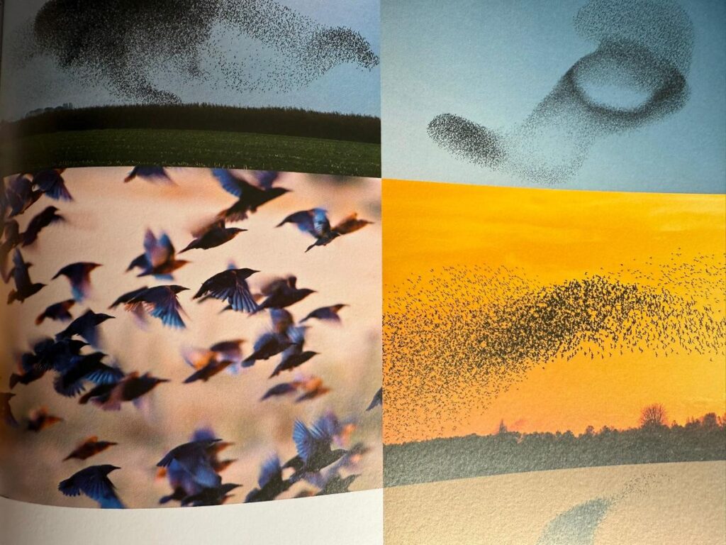 wow de vier seizoenen