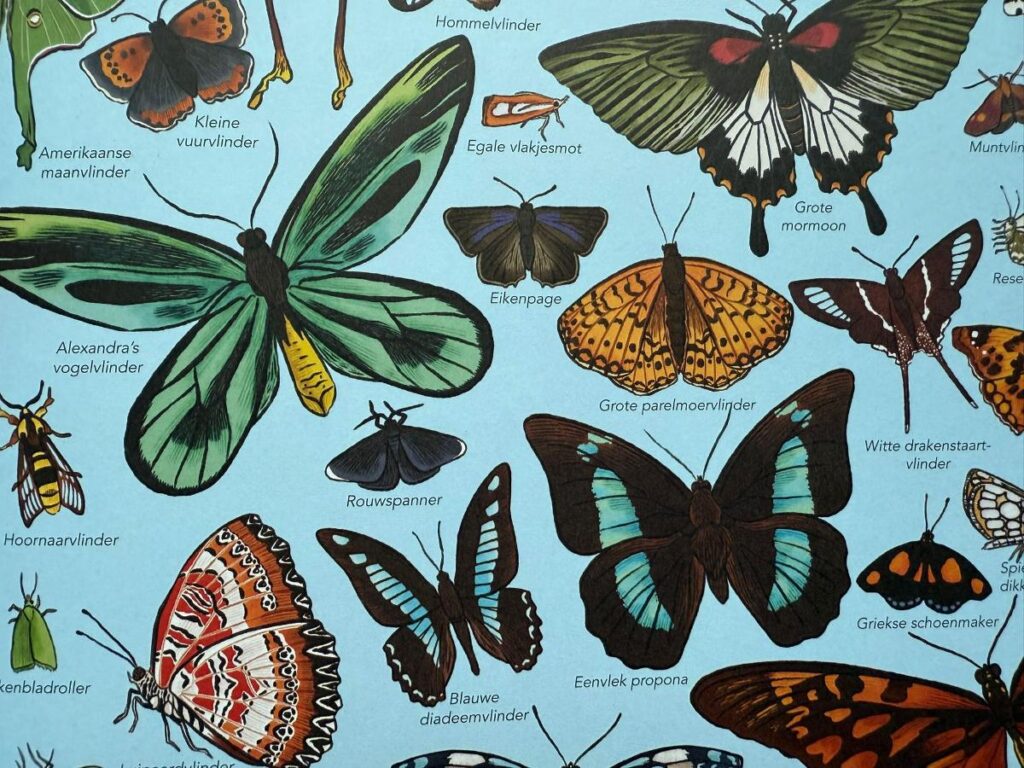 vlinders
