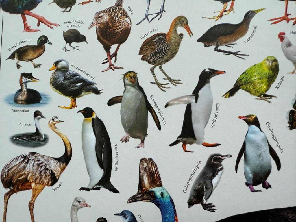 vogels die niet kunnen vliegen Lannoo's beeldencyclopedie