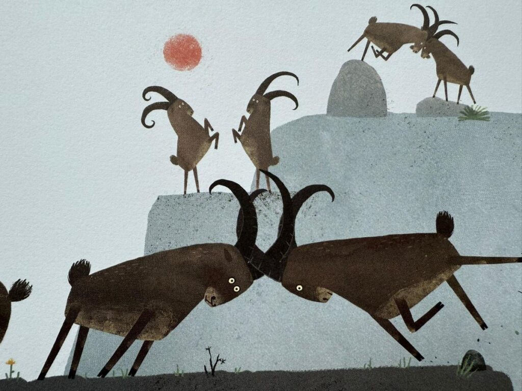 vechtende steenbokken