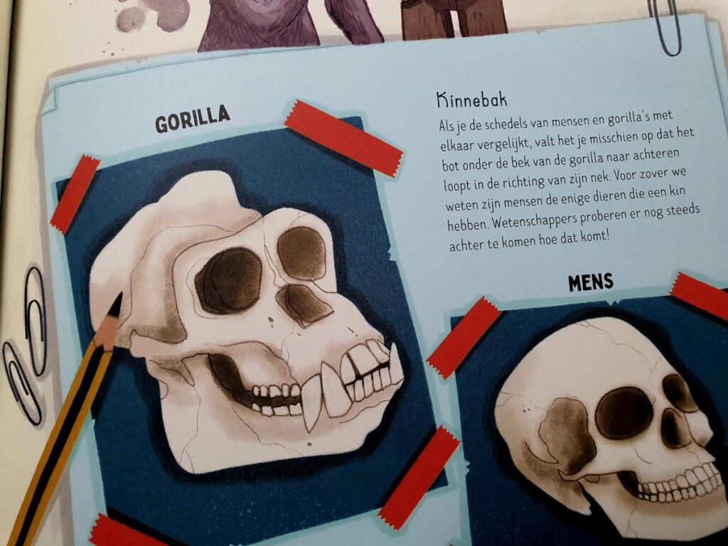 Eten gorilla's bananen?