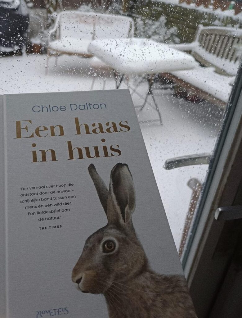 omslag een haas in huis voorkant cover omslag kaft